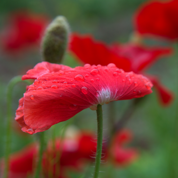 Coming Home. A song about Memorial and days of remembering.