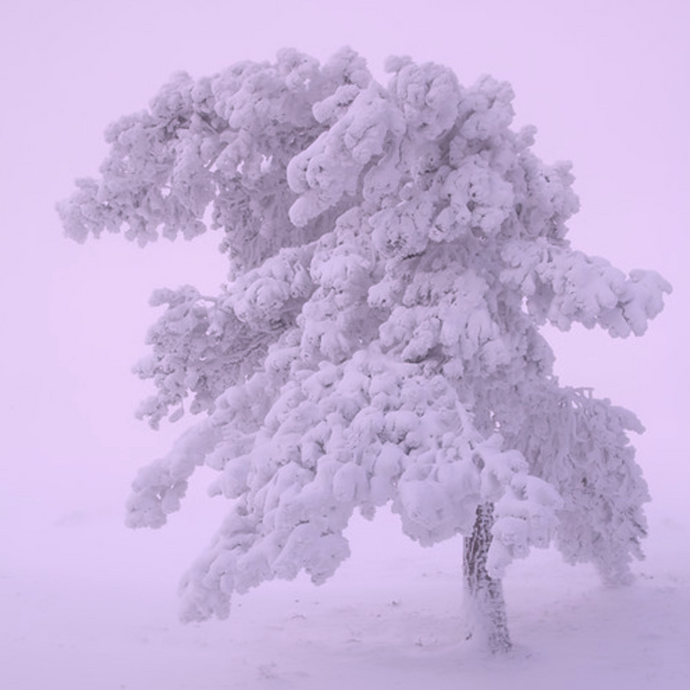 Winter, Hibernation and Looking Inward